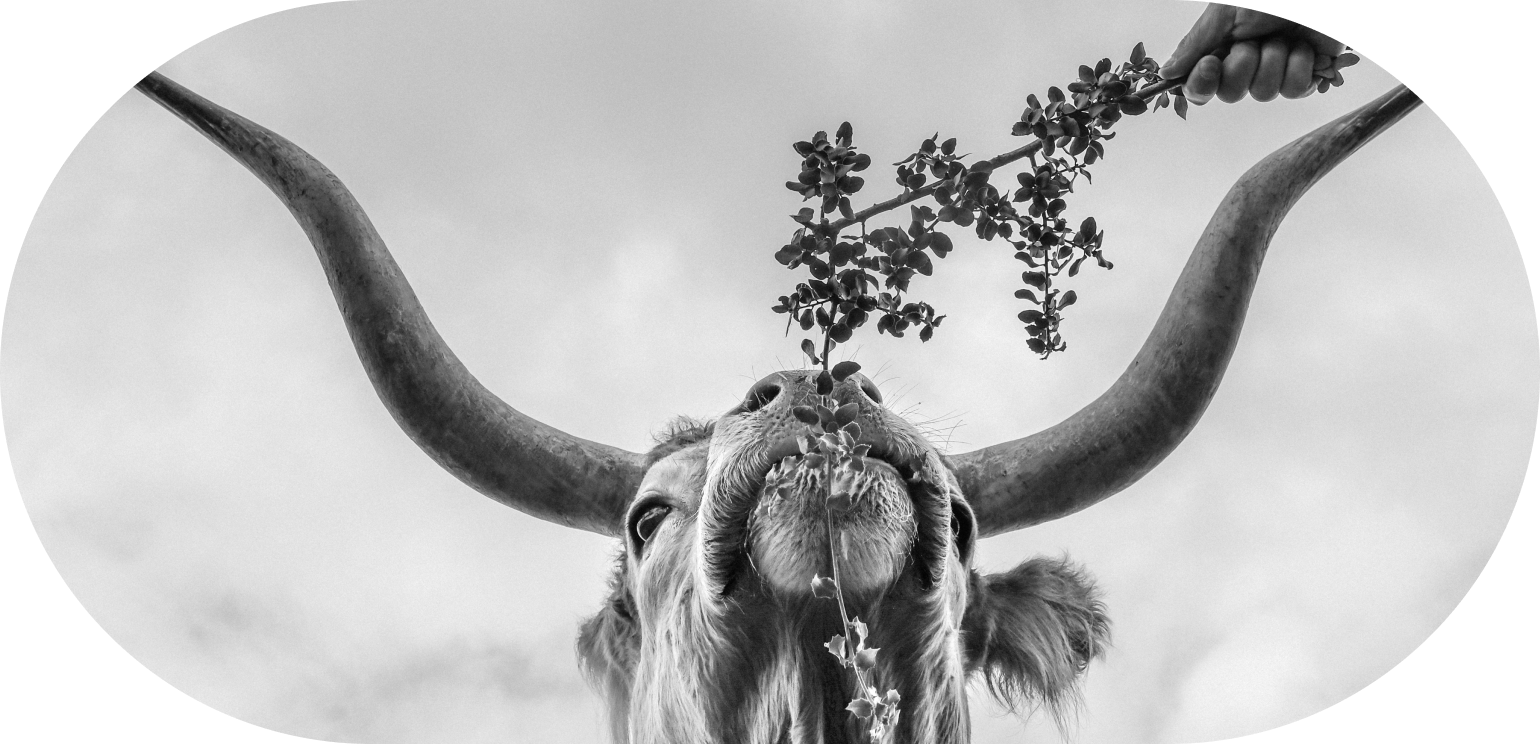 Fotografía de un buey con gran cornamenta